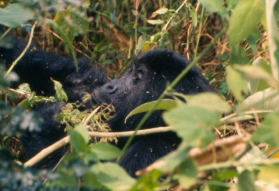 Berggorilla im Virunga Nationalpark Kongo (Ad Meskens)  CC BY-SA 
License Information available under 'Proof of Image Sources'